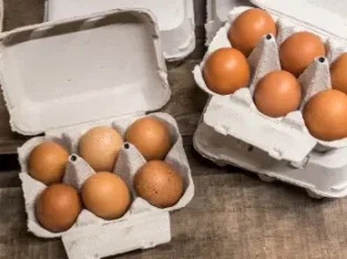 Paper-Egg-Cartons Paper-Egg-Cartons